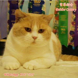 寶翠貓舍 Belcher Cattery British Shorthair 英短 英國短毛貓 30 (1)