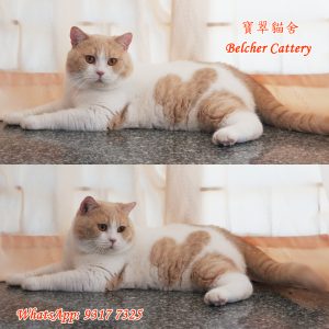 寶翠貓舍 Belcher Cattery British Shorthair 英短 英國短毛貓 30 (2)