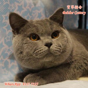 寶翠貓舍 Belcher Cattery British Shorthair 英短 英國短毛貓 30 (3)