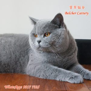 寶翠貓舍 Belcher Cattery British Shorthair 英短 英國短毛貓 30 (5)