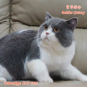 寶翠貓舍 Belcher Cattery British Shorthair 英短 英國短毛貓 30 (6)
