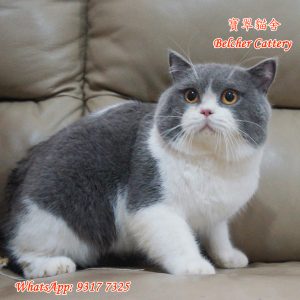 寶翠貓舍 Belcher Cattery British Shorthair 英短 英國短毛貓 30 (7)