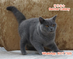 英國短毛貓 英短女 British Shorthair