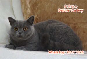 英國短毛貓 英短女 British Shorthair