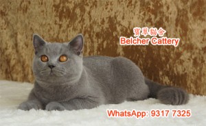 英國短毛貓 四個月英短仔 British Shorthair