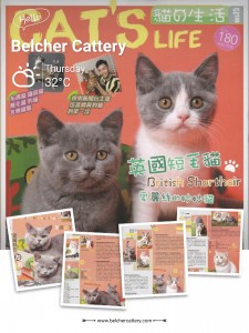 寶翠貓舍 Belcher Cattery British Shorthair 英短 英國短毛貓