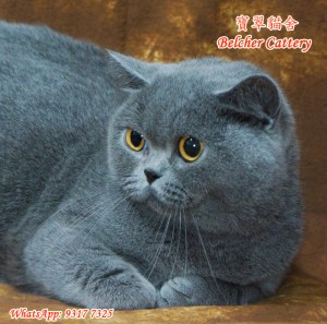 Blue British Shorthair, Queen of Belcher