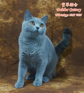 寶翠貓舍 Belcher Cattery 英短 英國短毛貓 Blue British Shorthair藍色英國短毛貓 1 (2)