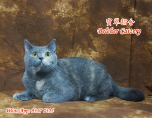 Blue Cream British Shorthair - Future Queen of Belcher